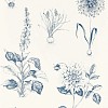 Обои Clarke&Clarke Secret Garden W0197-03