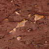 Обои Decaro Natural Wallcoverings Metallic Cork I G0110NQ8248